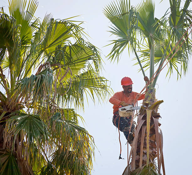 The Steps Involved in Our Tree Care Process in Union Mill, VA